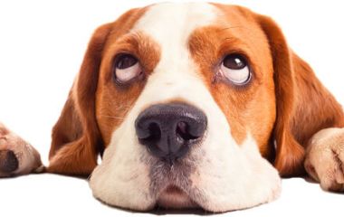 Який сухий корм вибрати для собак